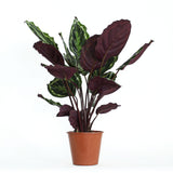 Calathea Medallion - Large