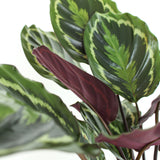 Calathea Medallion - Large