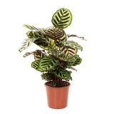 Calathea Makoyana - Large