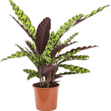 Calathea Insigne - Large
