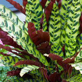 Calathea Insigne - Large