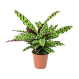 Calathea Lancifolia - Large