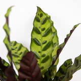 Calathea Lancifolia - Large